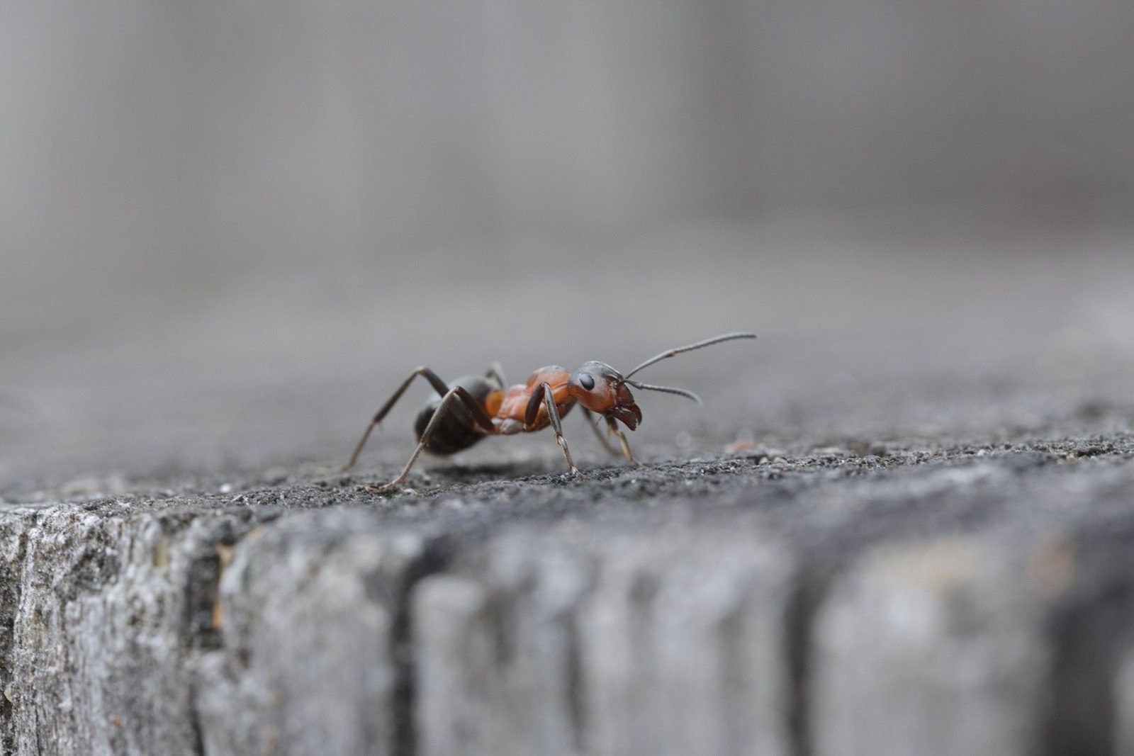 Carpenter ant frass and wood shavings pushed out of a damaged windowsill