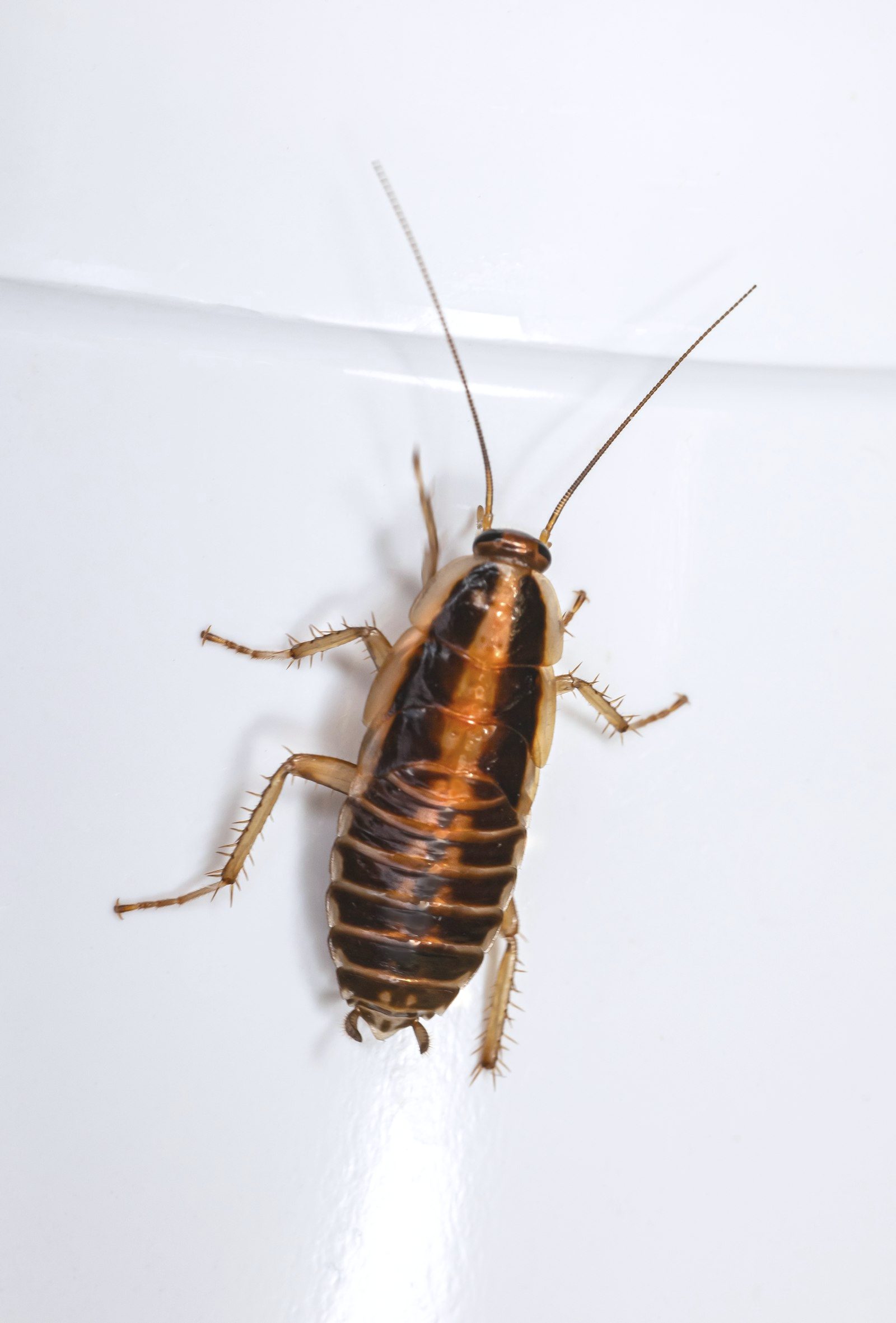 Comparison of a German cockroach and an Oriental cockroach (water bug) side by side