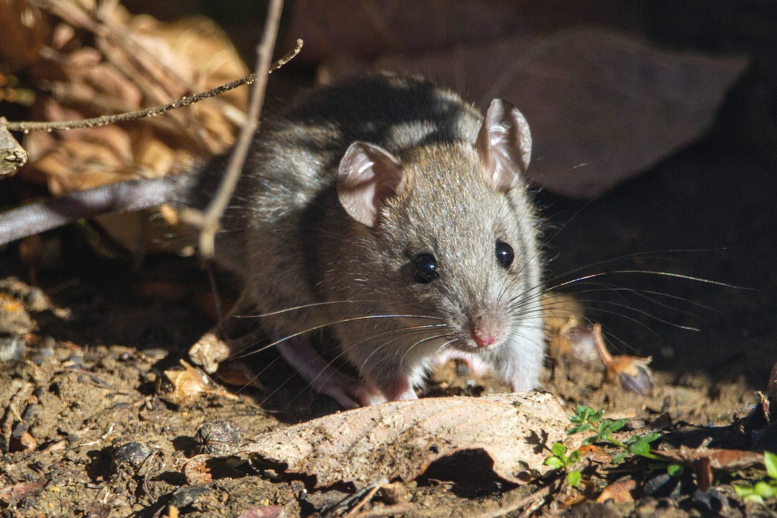 A mouse near a gap in a home's exterior foundation on Long Island