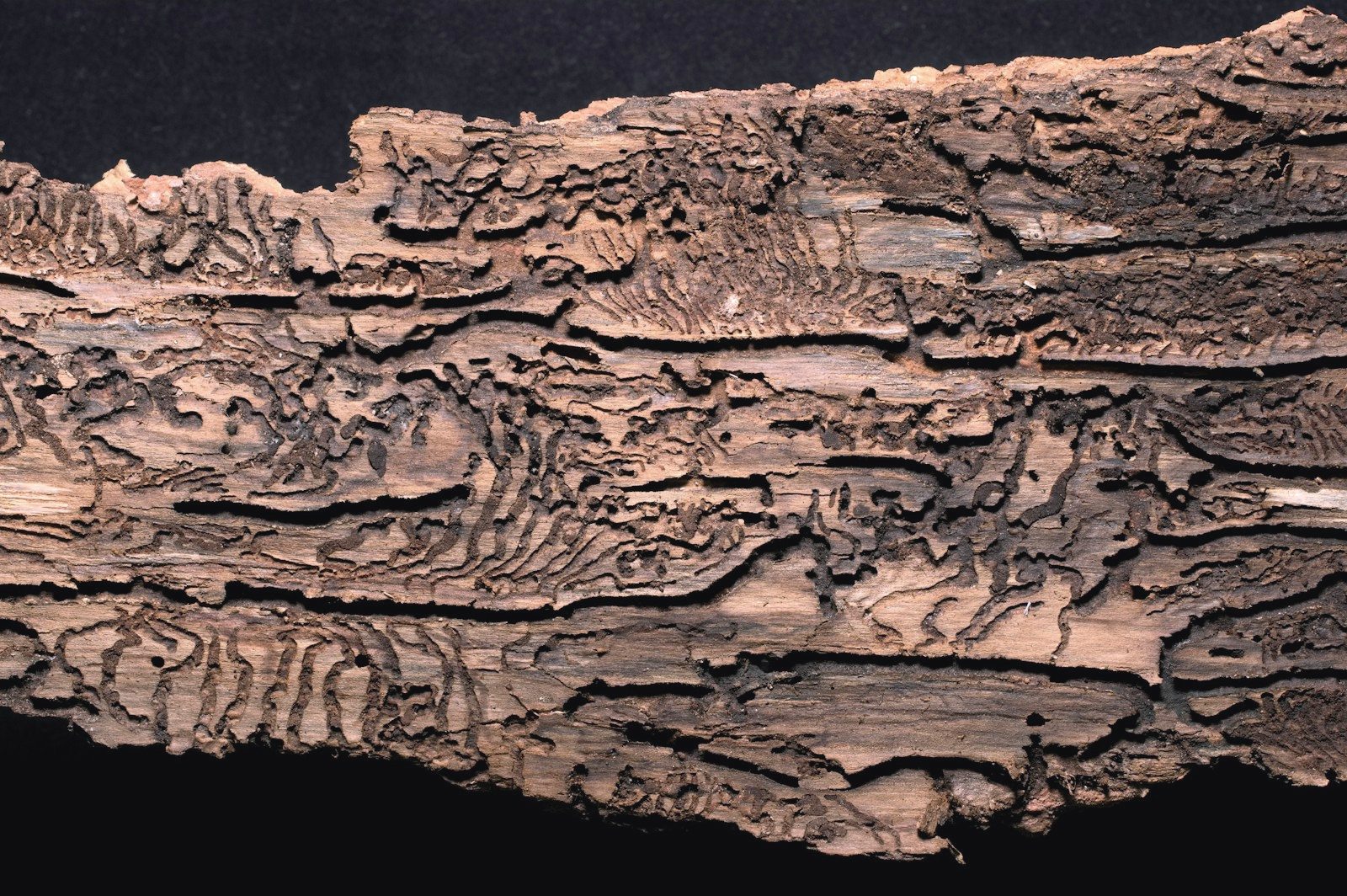 Termite mud tubes running along a foundation wall in a Long Island basement