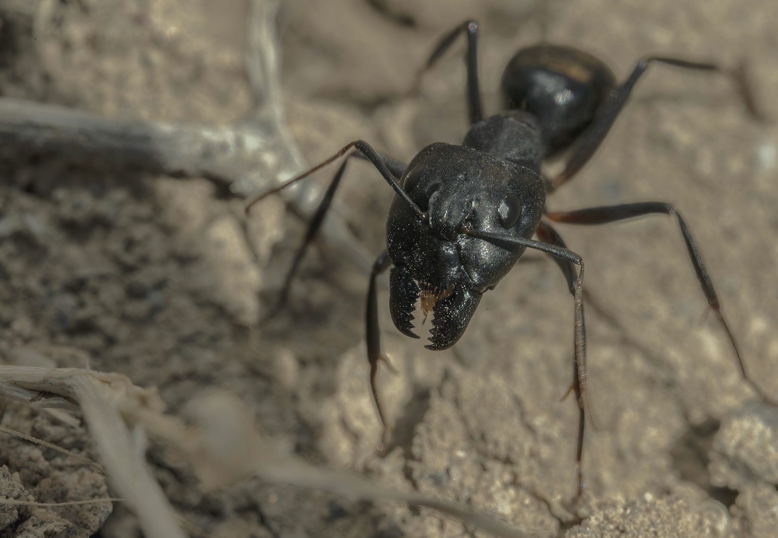 Line of carpenter ants trailing along a window sill next to sawdust-like frass