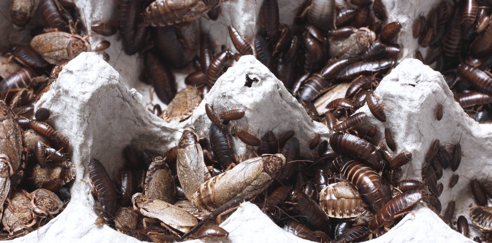Close-up of a cockroach on a kitchen cabinet edge near a gel bait application point