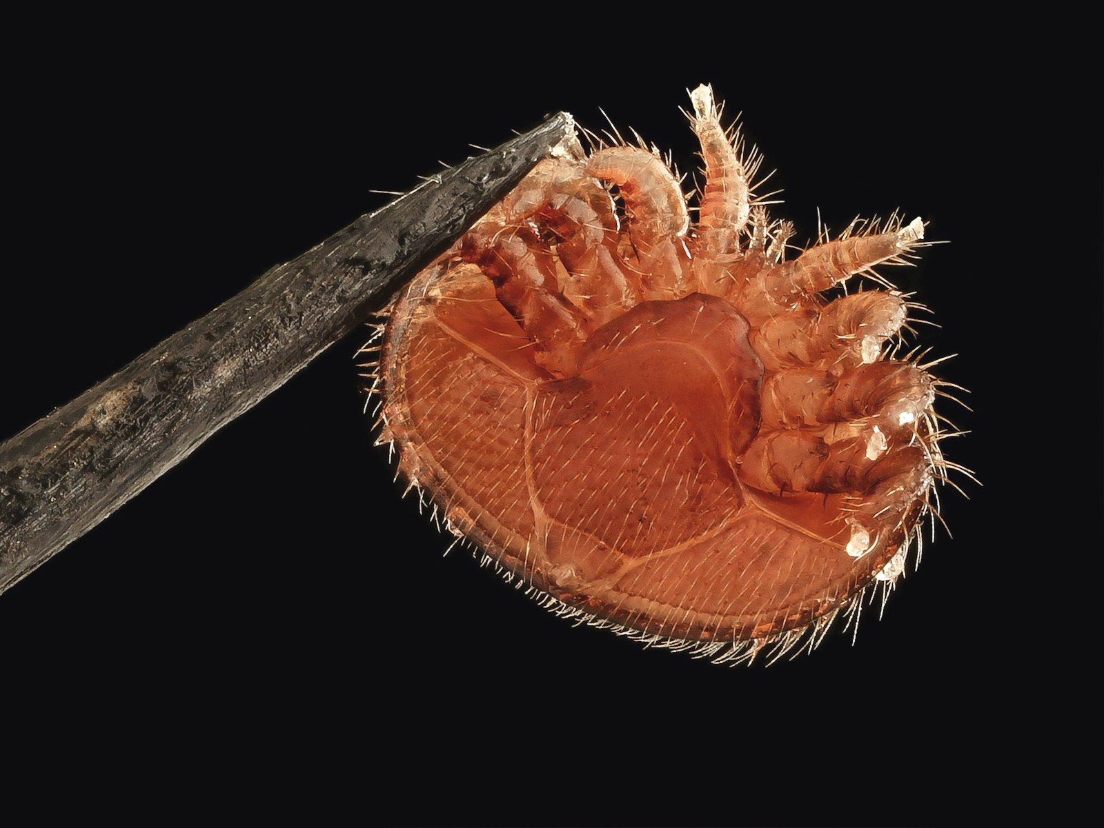 Close-up of a flea on light-colored carpet fibers near pet bedding