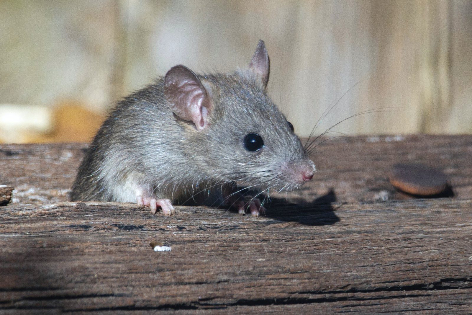 Sealed rodent entry point on the exterior foundation of a house with steel mesh and sealant