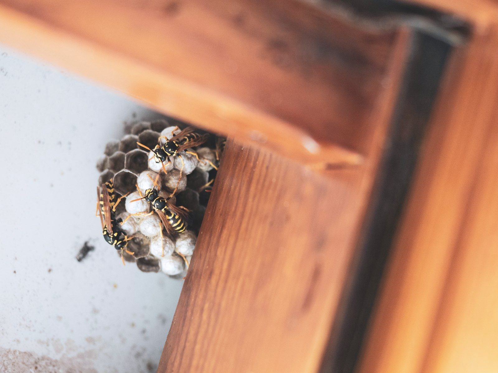 Active paper wasp nest attached under a home's roof eave